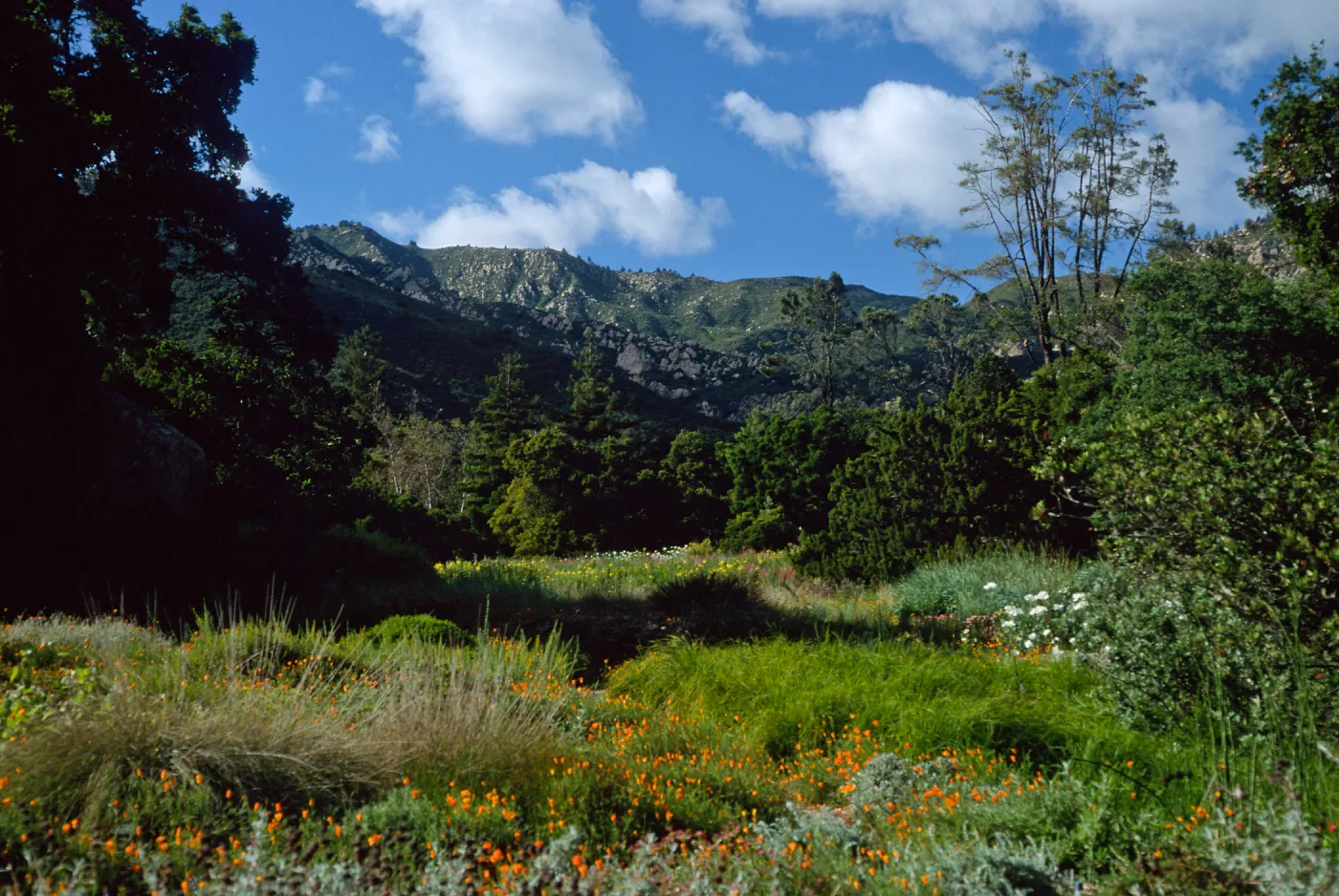 meadow, Santa Barbara Botanic Garden