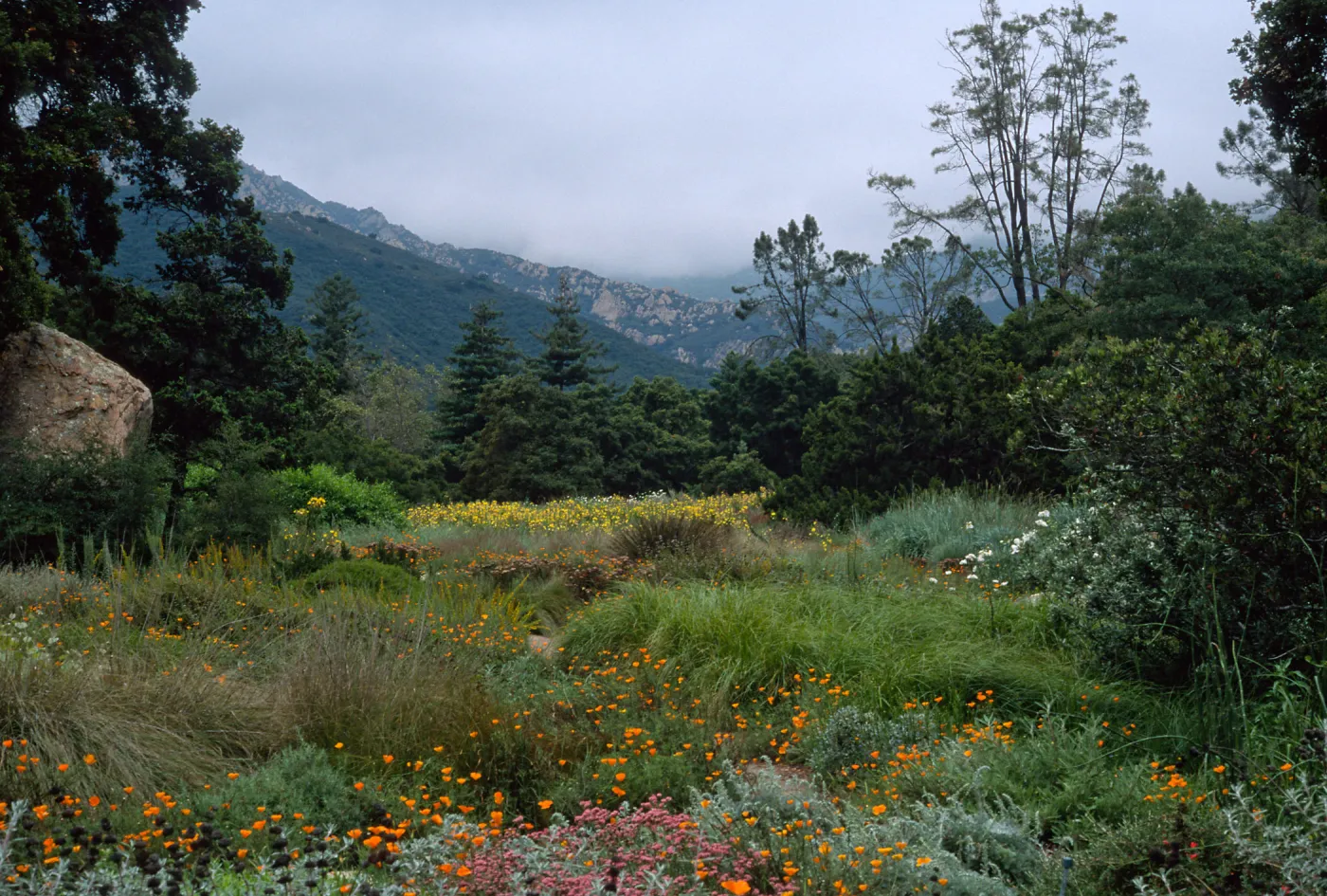 meadow, Santa Barbara Botanic Garden 