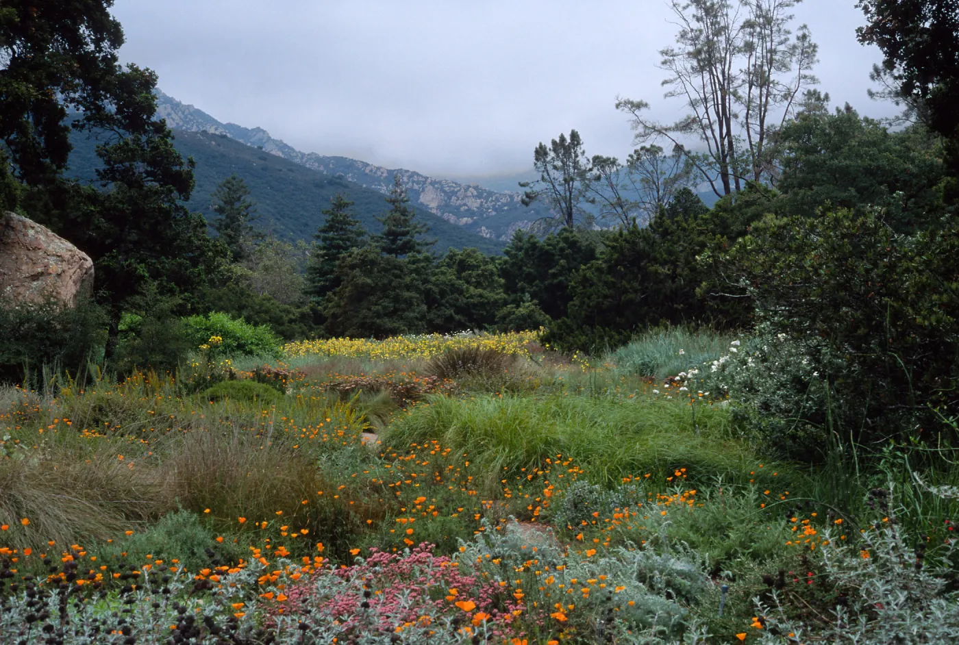 meadow, Santa Barbara Botanic Garden