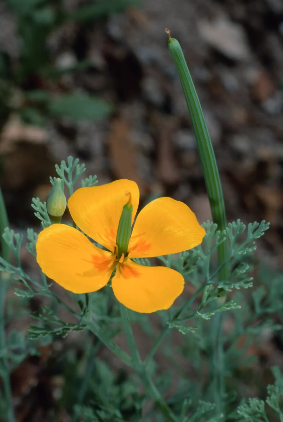 Eschscholzia (California Poppy) , Santa Barbara Botanic Garden