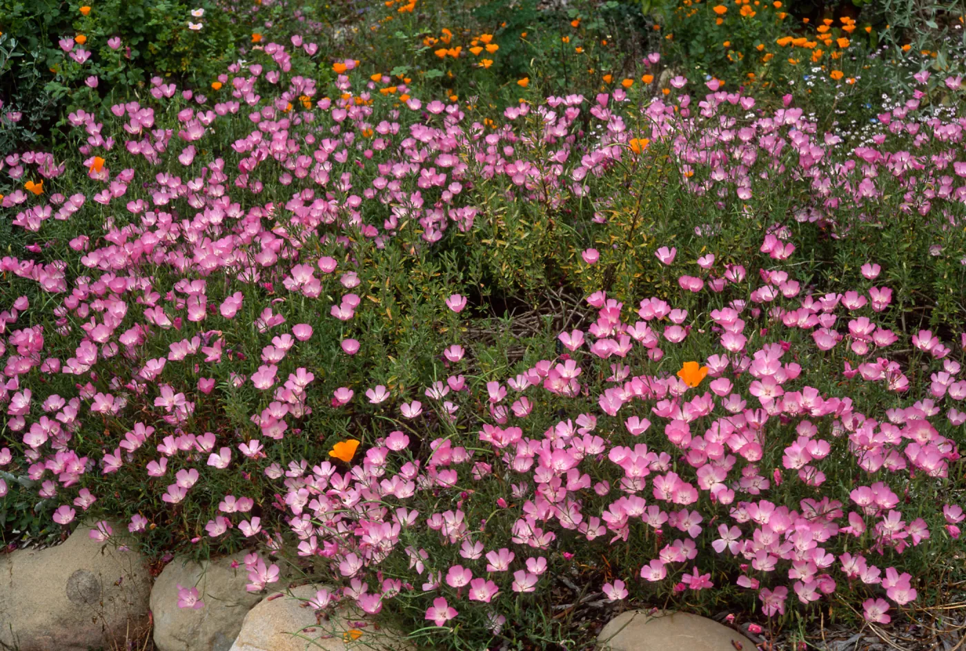 Clarkia, Santa Barbara Botanic Garden