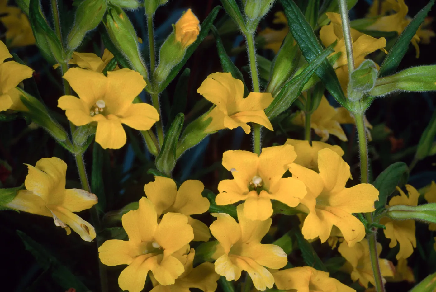 Mimulus, Santa Barbara Botanic Garden