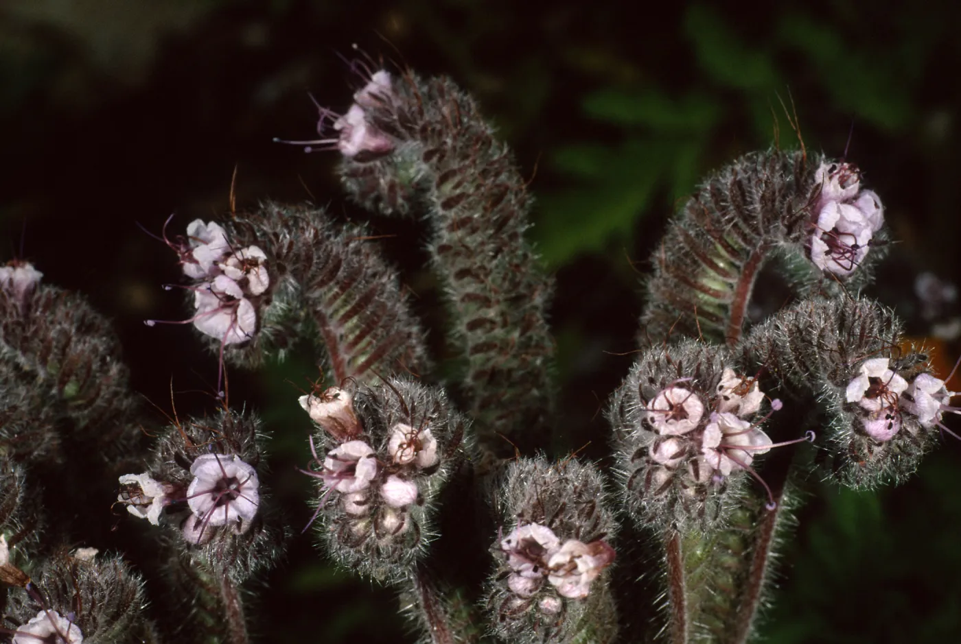 Phacelia, Santa Barbara Botanic Garden