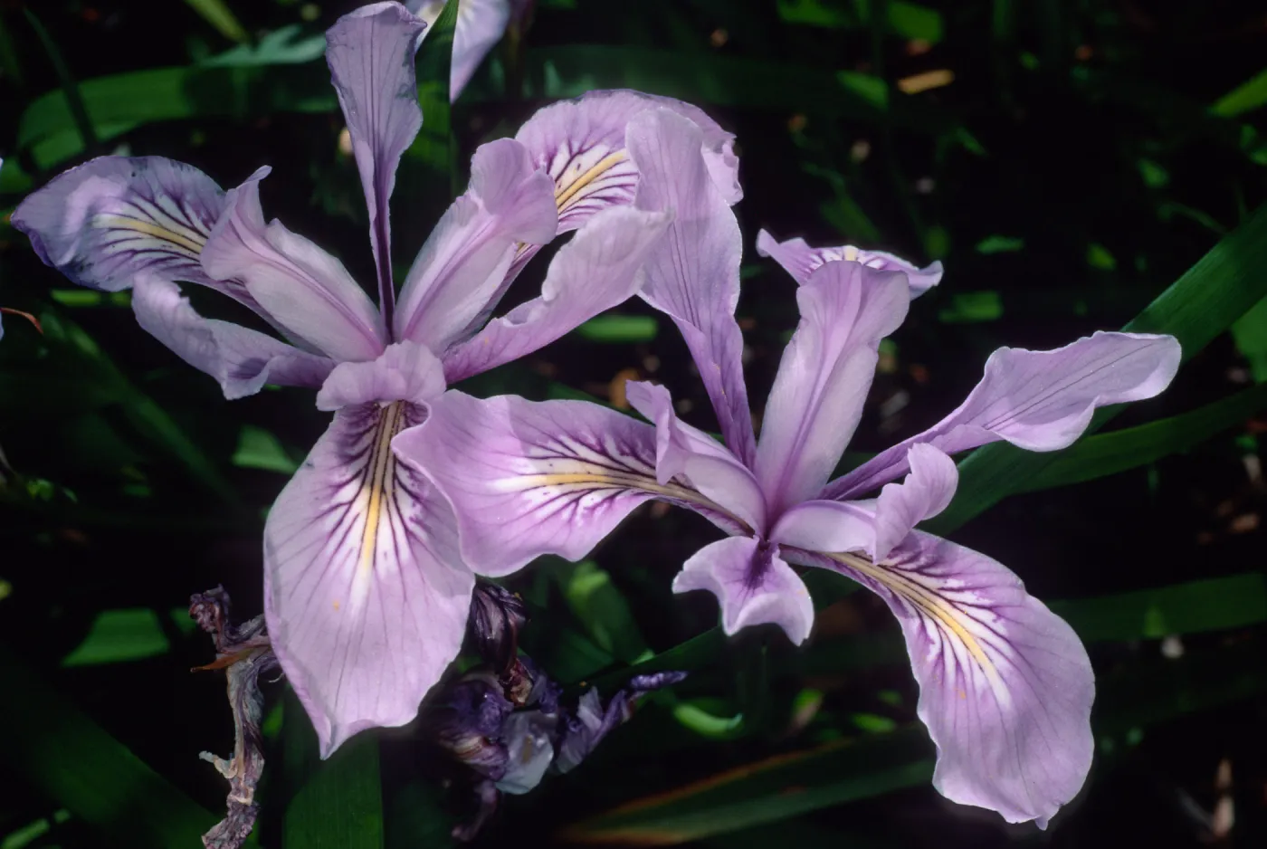 Iris douglasiana, Santa Barbara Botanic Garden