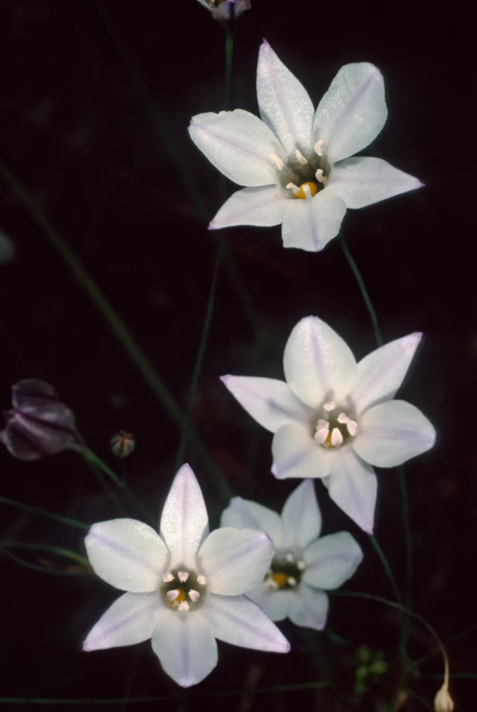 Triteleia hyacinthina, Porter Trail, Santa Barbara Botanic Garden