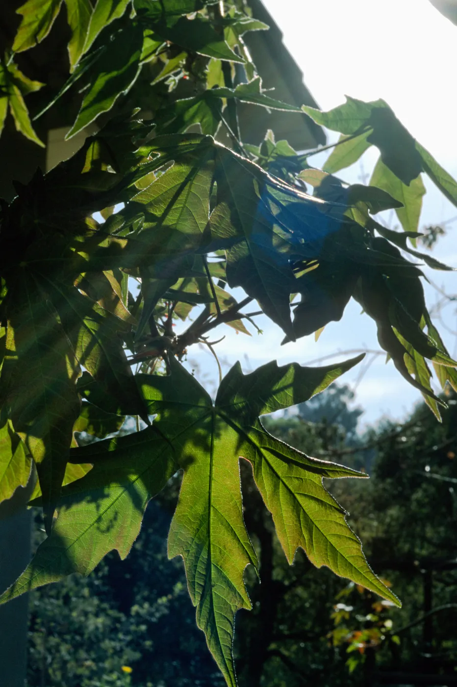 Acer macrophyllum, Santa Barbara Botanic Garden