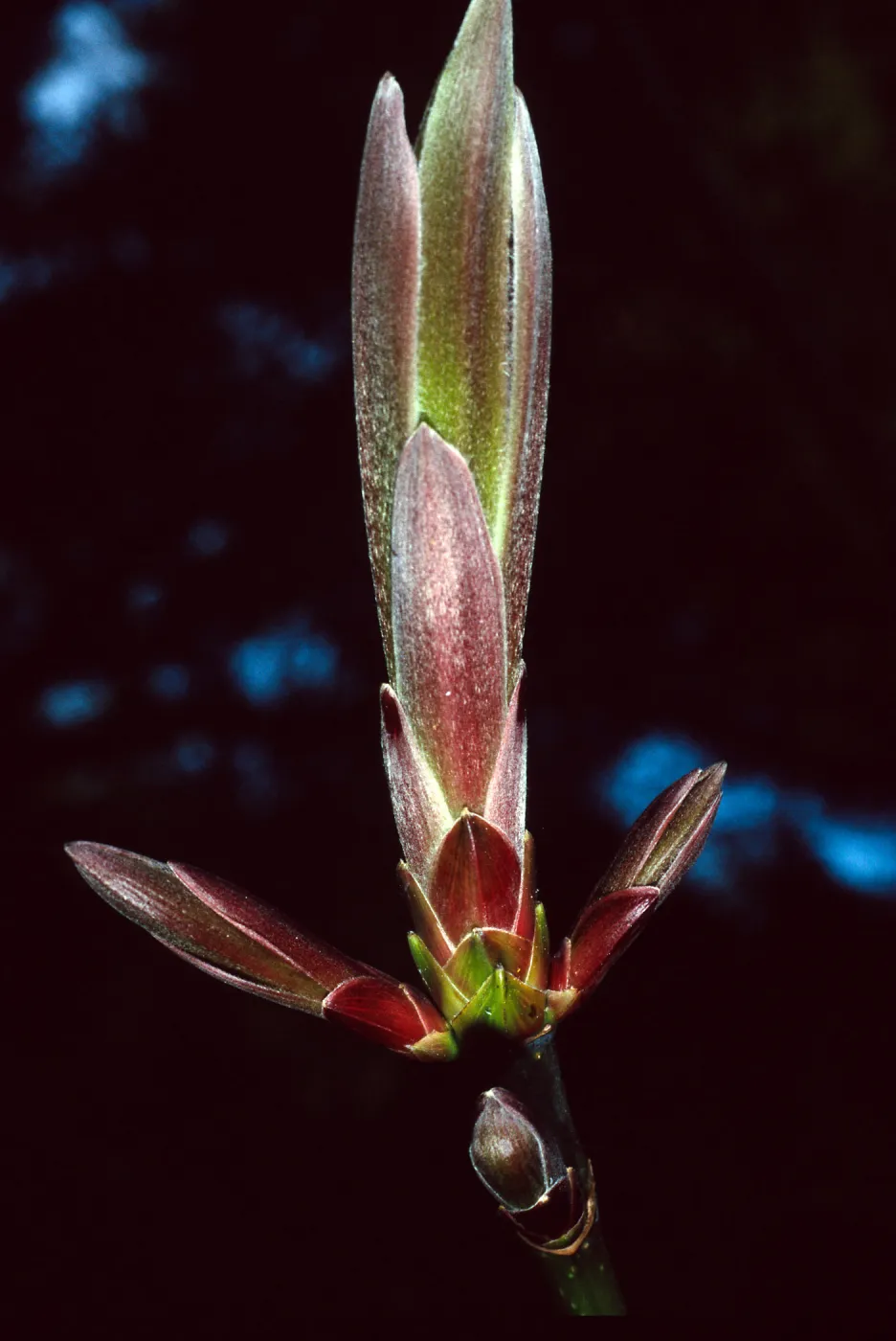 Acer macrophyllum, Santa Barbara Botanic Garden