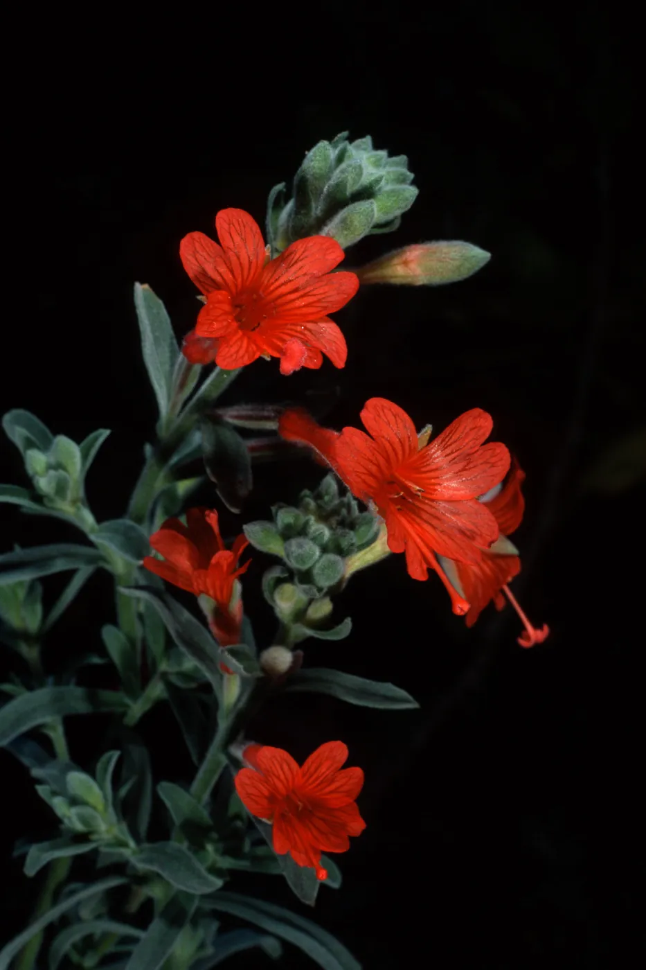 Zaushcneria californica, Santa Barbara Botanic Garden