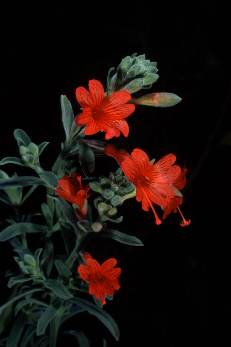 Zaushcneria californica, Santa Barbara Botanic Garden