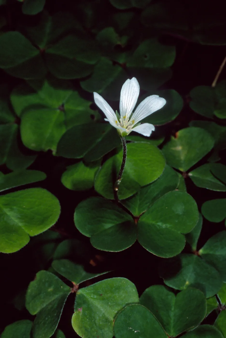 Oxalis oregana, Arroyo Section, Santa Barbara Botanic Garden