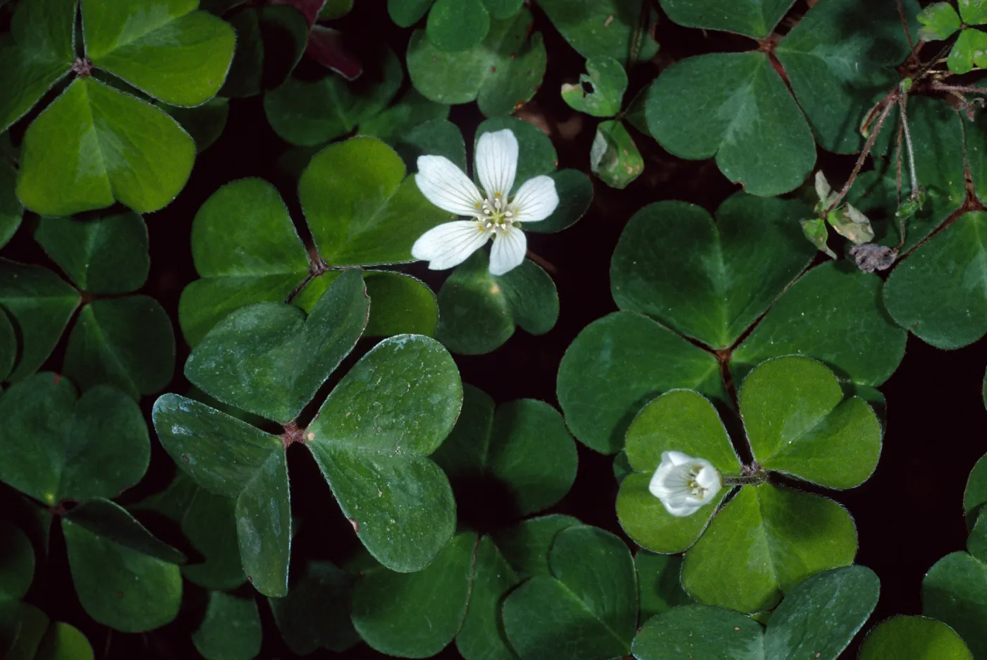 Oxalis oregana, Arroyo Section, Santa Barbara Botanic Garden