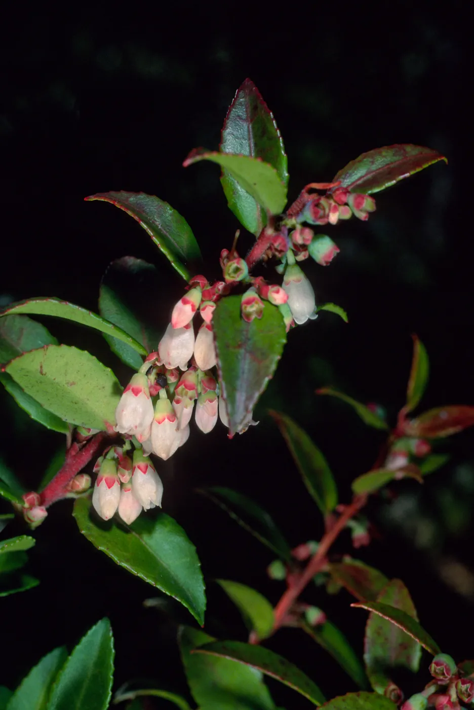 Vaccinium ovatum, Arroyo Section, Santa Barbara Botanic Garden