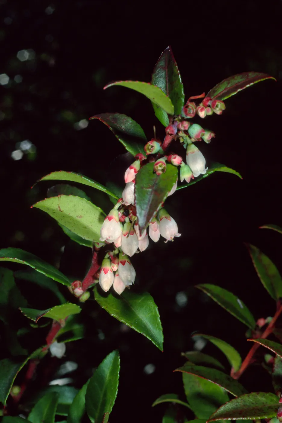 Vaccinium ovatum, Arroyo Section, Santa Barbara Botanic Garden