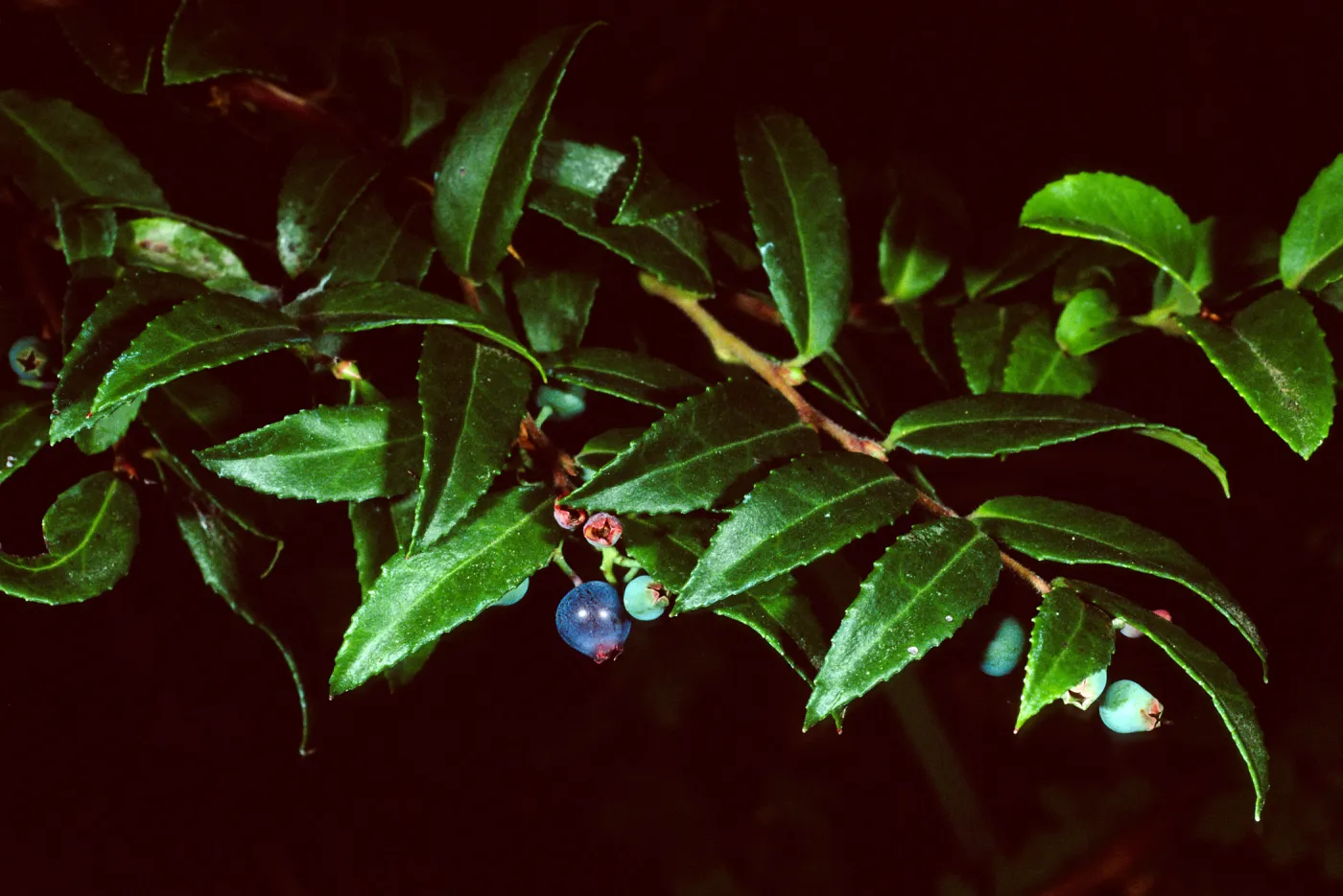 Vaccinium ovatum, Arroyo Section, Santa Barbara Botanic Garden