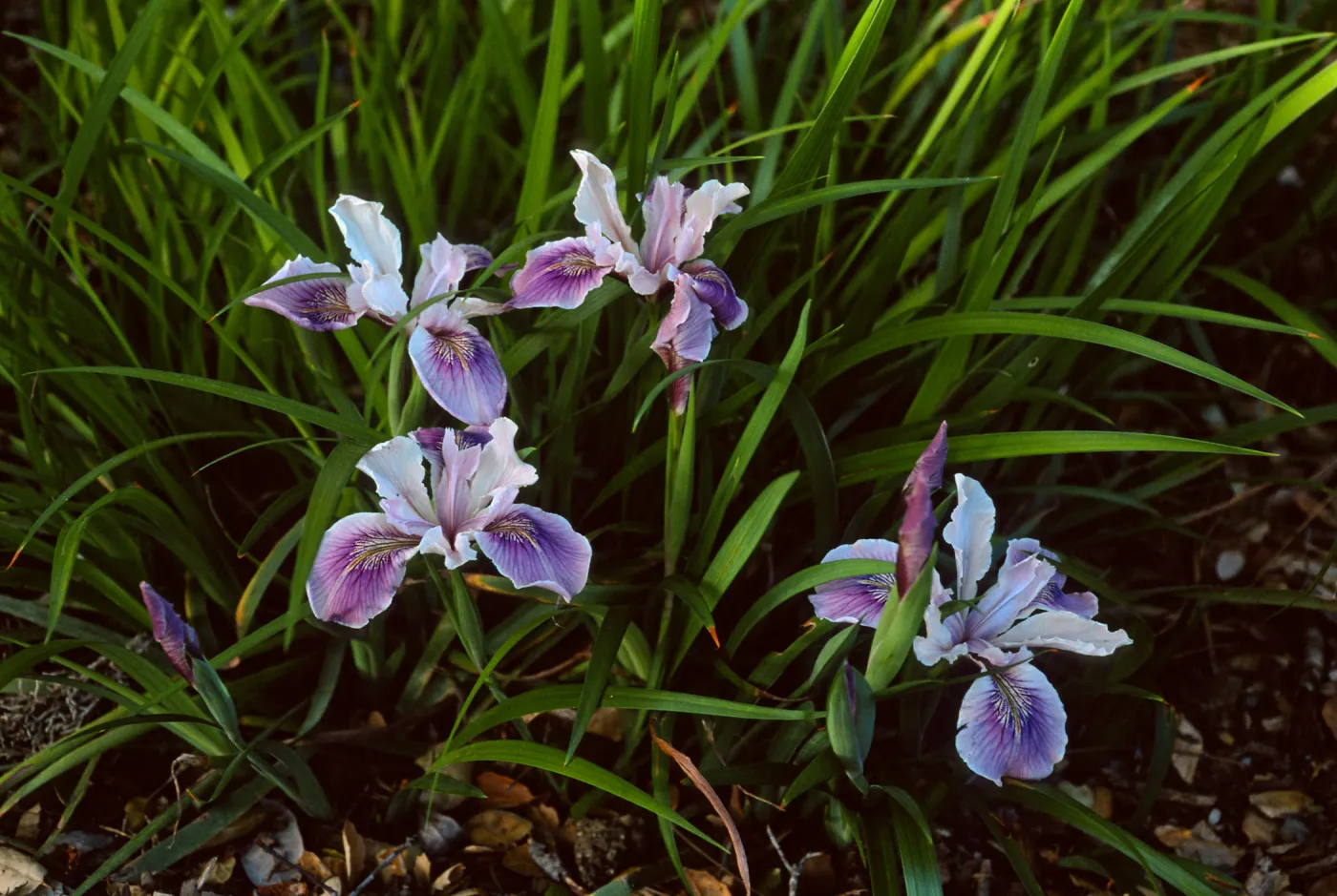 Iris douglasiana, Santa Barbara Botanic Garden
