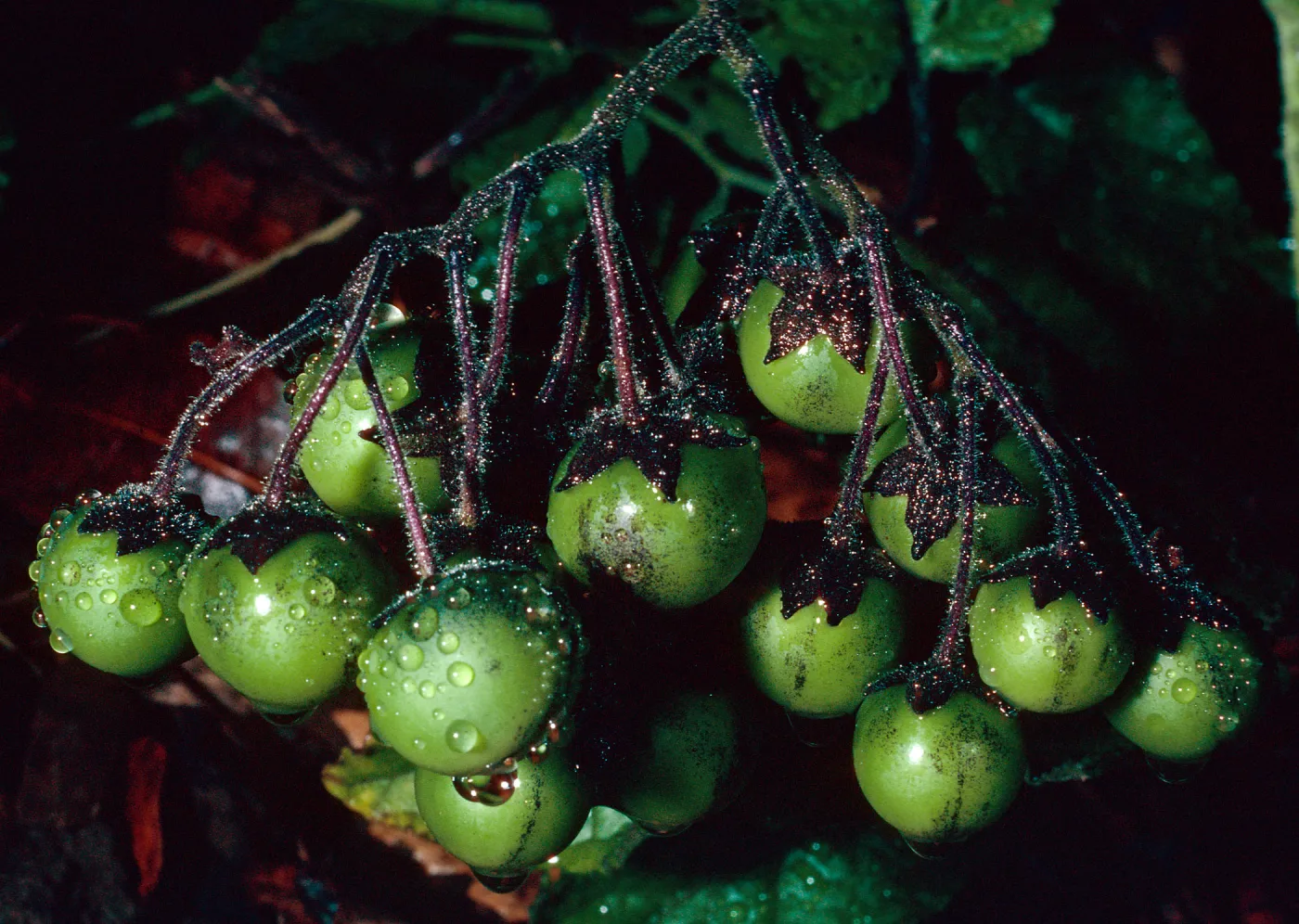 Solanum clokeyi, Santa Barbara Botanic Garden