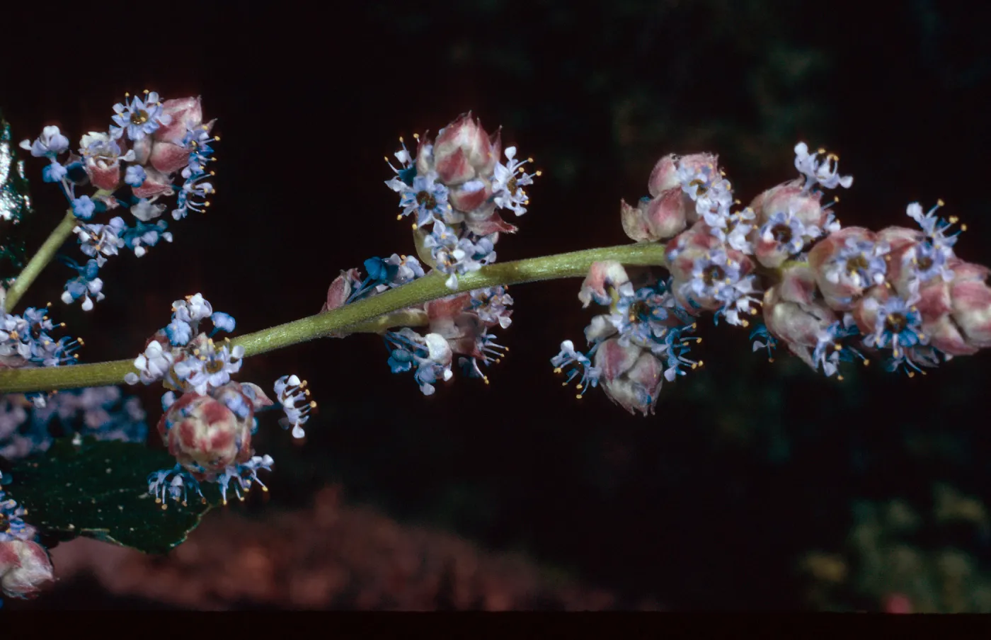 Ceanothus arboreus, Island Section, Santa Barbara Botanic Garden
