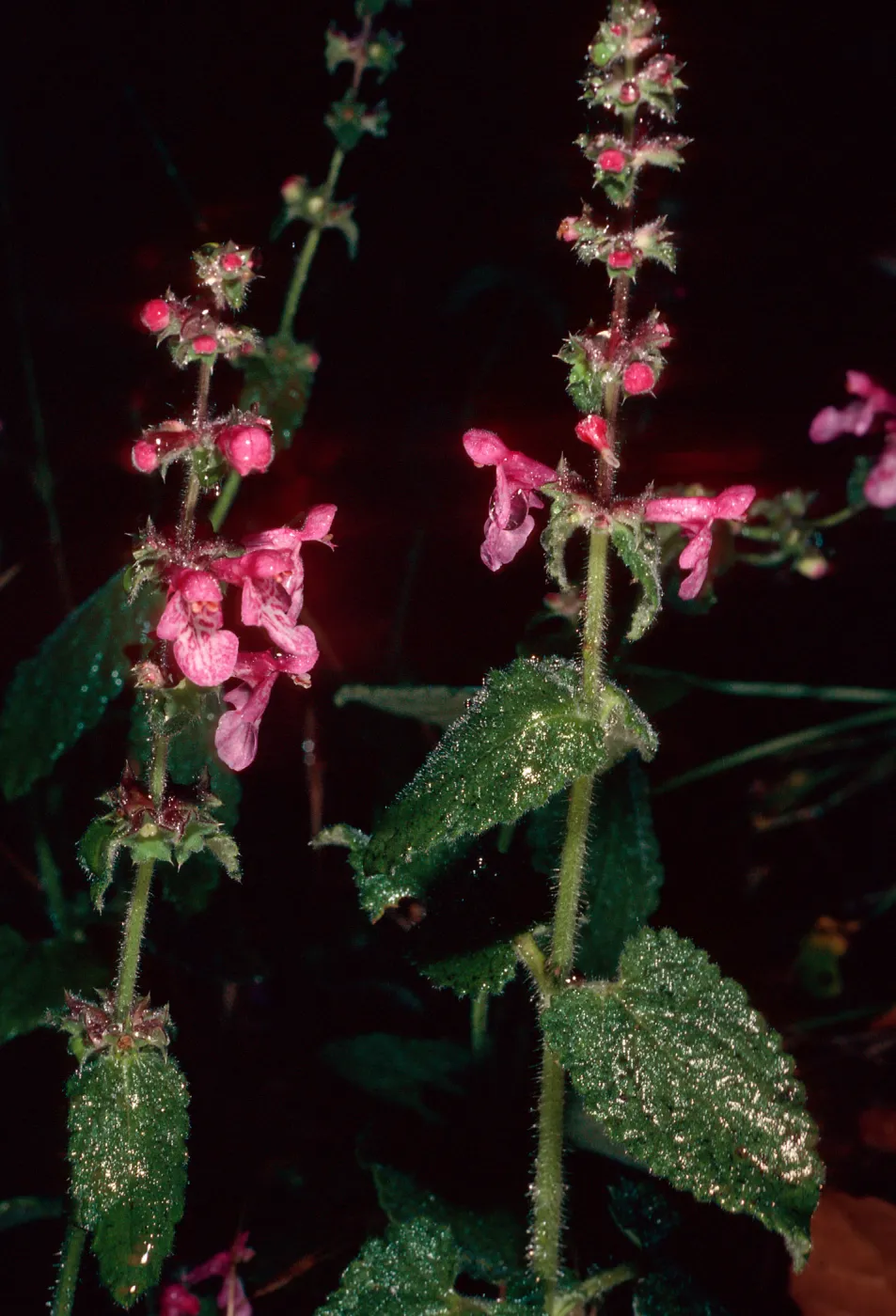 Stachys bullata, Santa Barbara Botanic Garden