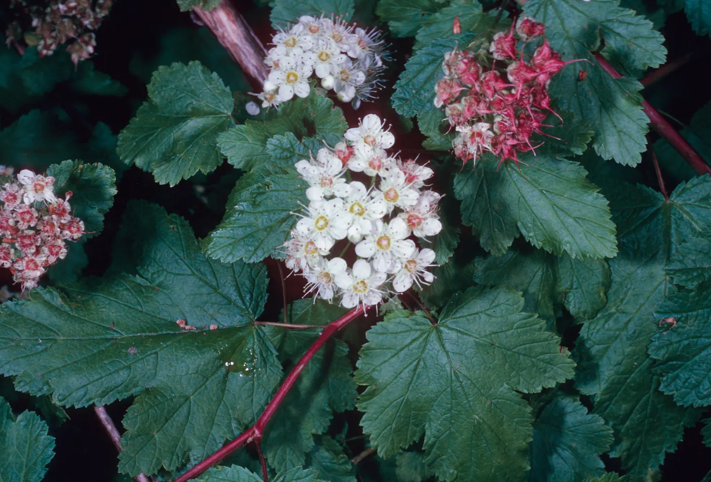 Physocarpus capitatus, Arroyo Section, Santa Barbara Botanic Garden
