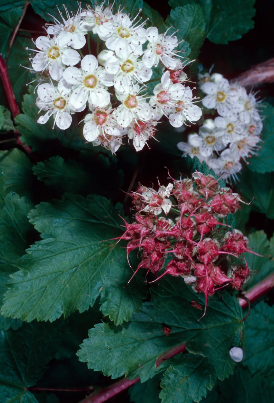 Physocarpus capitatus, Arroyo Section, Santa Barbara Botanic Garden