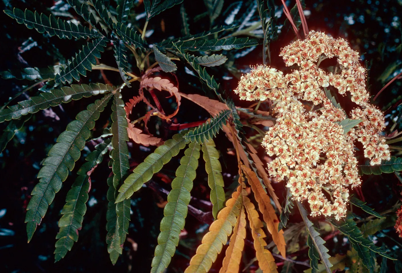 Lyonothamnus floribundus aspleniflorus, Santa Barbara Botanic Garden