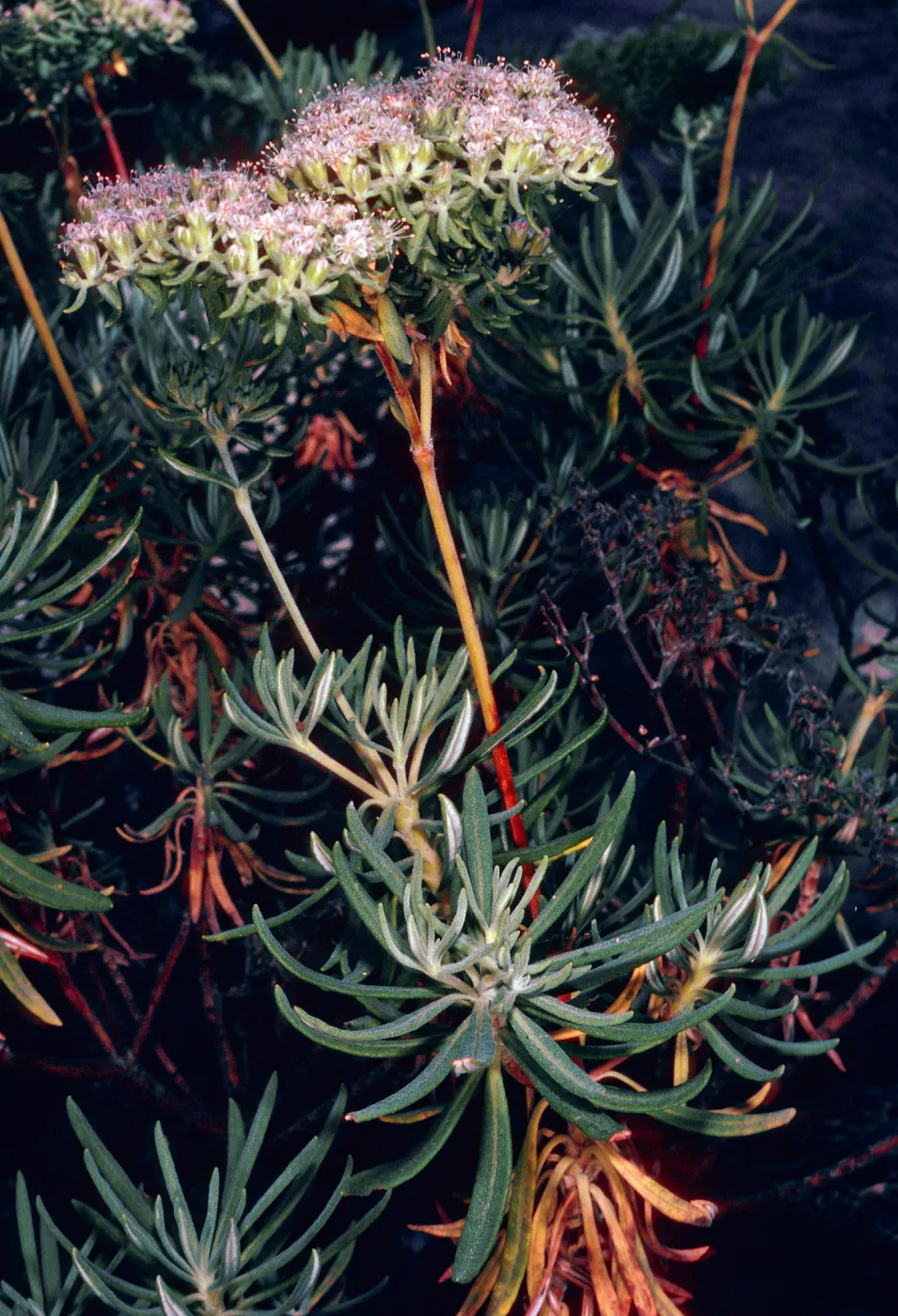 Eriogonum arborescens, Island Section, Santa Barbara Botanic Garden