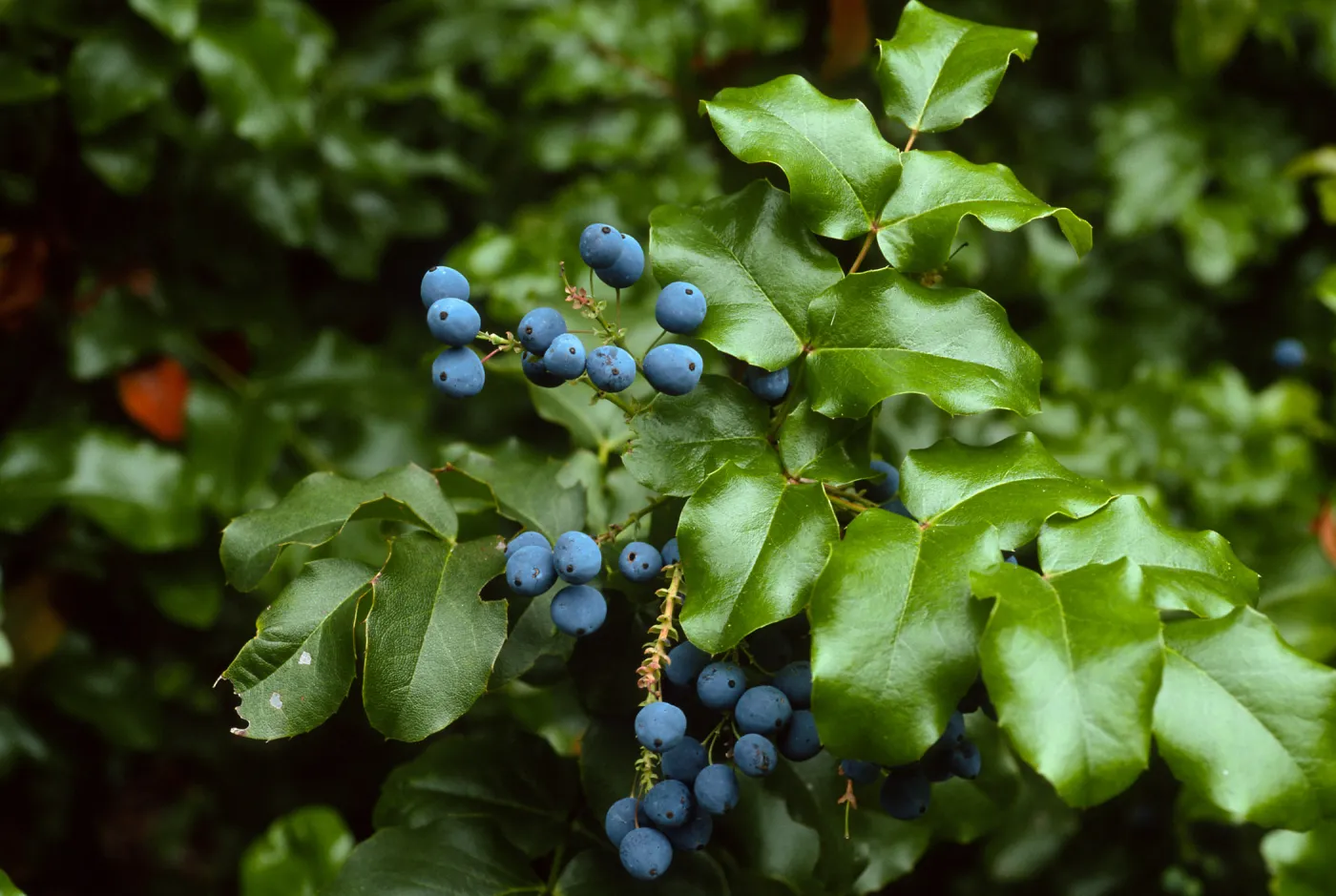 Mahonia pinnata insularis, Santa Barbara Botanic Garden