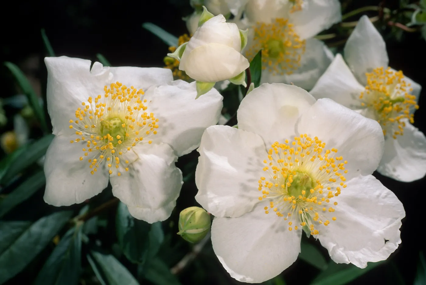 Carpinteria californica, Santa Barbara Botanic Garden