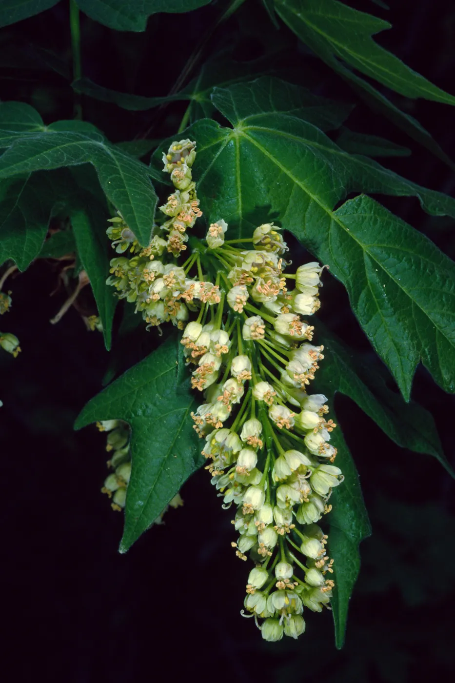 Acer Macrophyllum, West fork of Cold Springs Trail, Santa Ynez Mountains