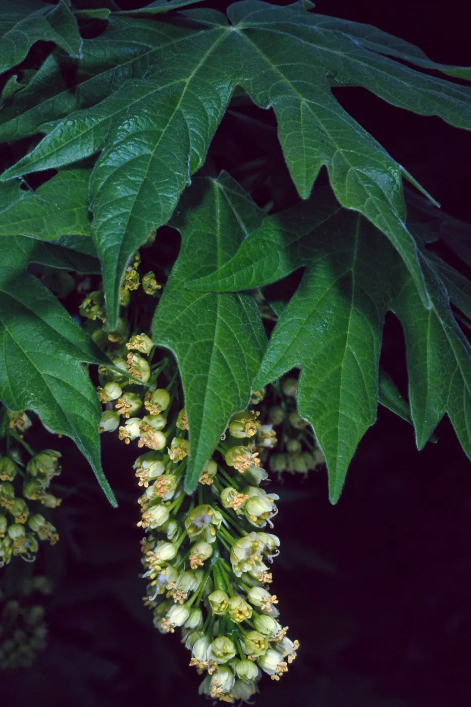 Acer Macrophyllum, West fork of Cold Springs Trail, Santa Ynez Mountains