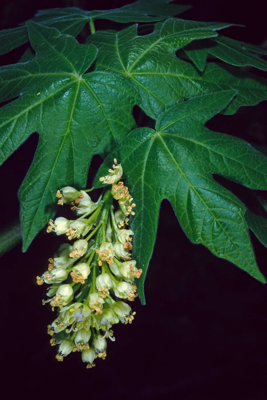 Acer Macrophyllum, West fork of Cold Springs Trail, Santa Ynez Mountains