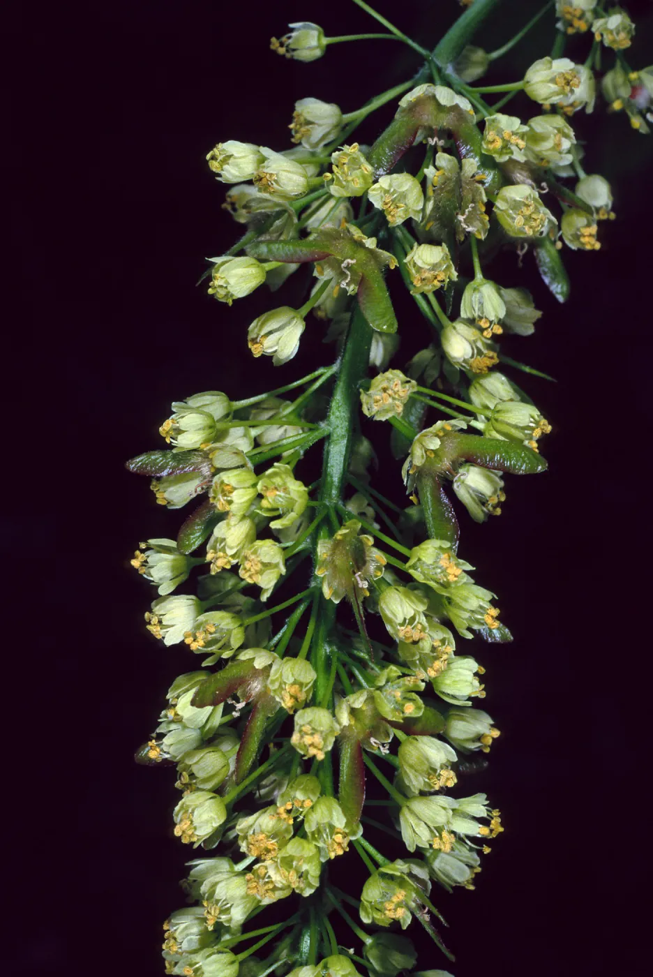 Acer Macrophyllum, West fork of Cold Springs Trail, Santa Ynez Mountains