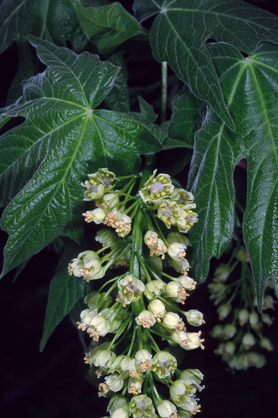Acer Macrophyllum, West fork of Cold Springs Trail, Santa Ynez Mountains