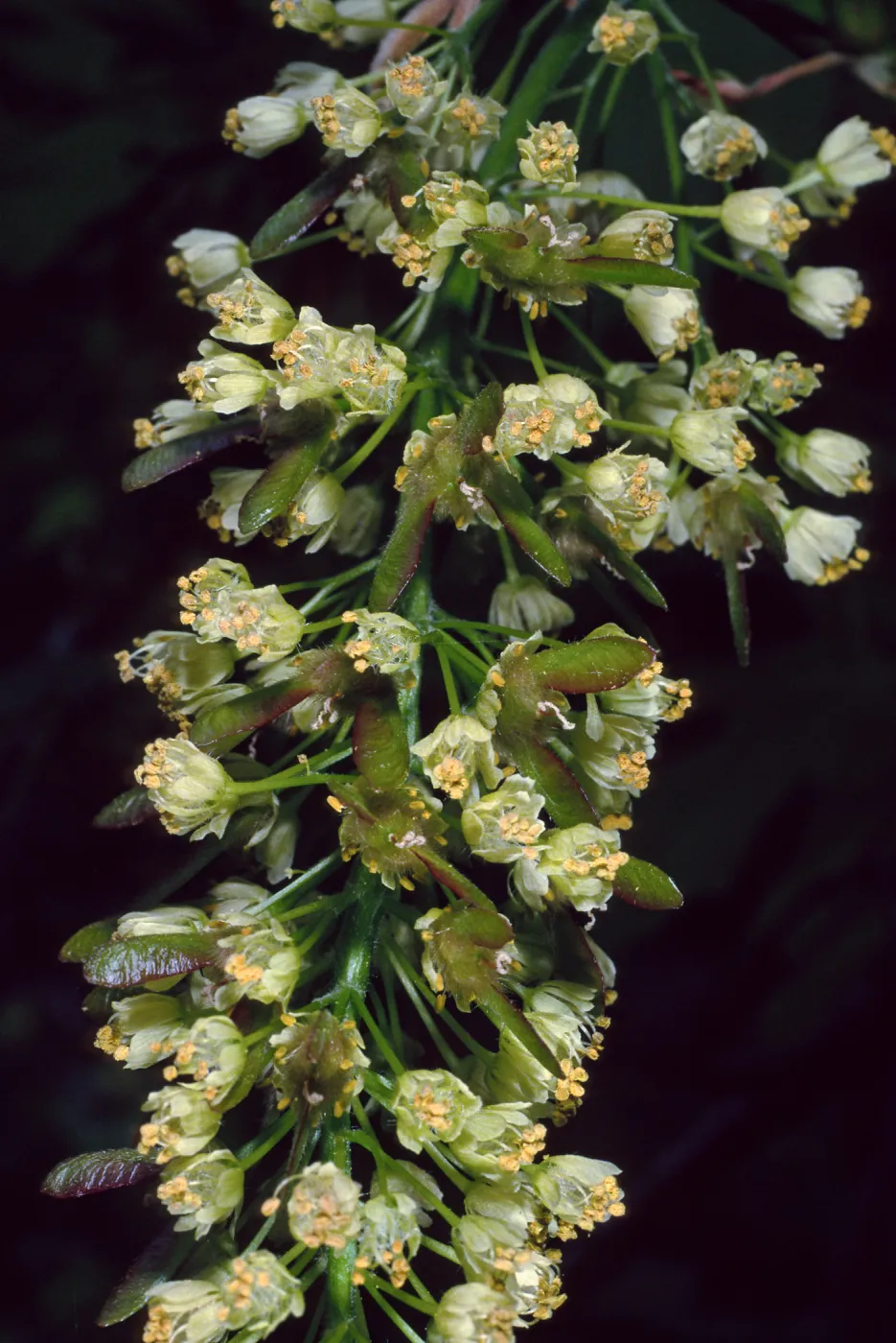 Acer Macrophyllum, West fork of Cold Springs Trail, Santa Ynez Mountains