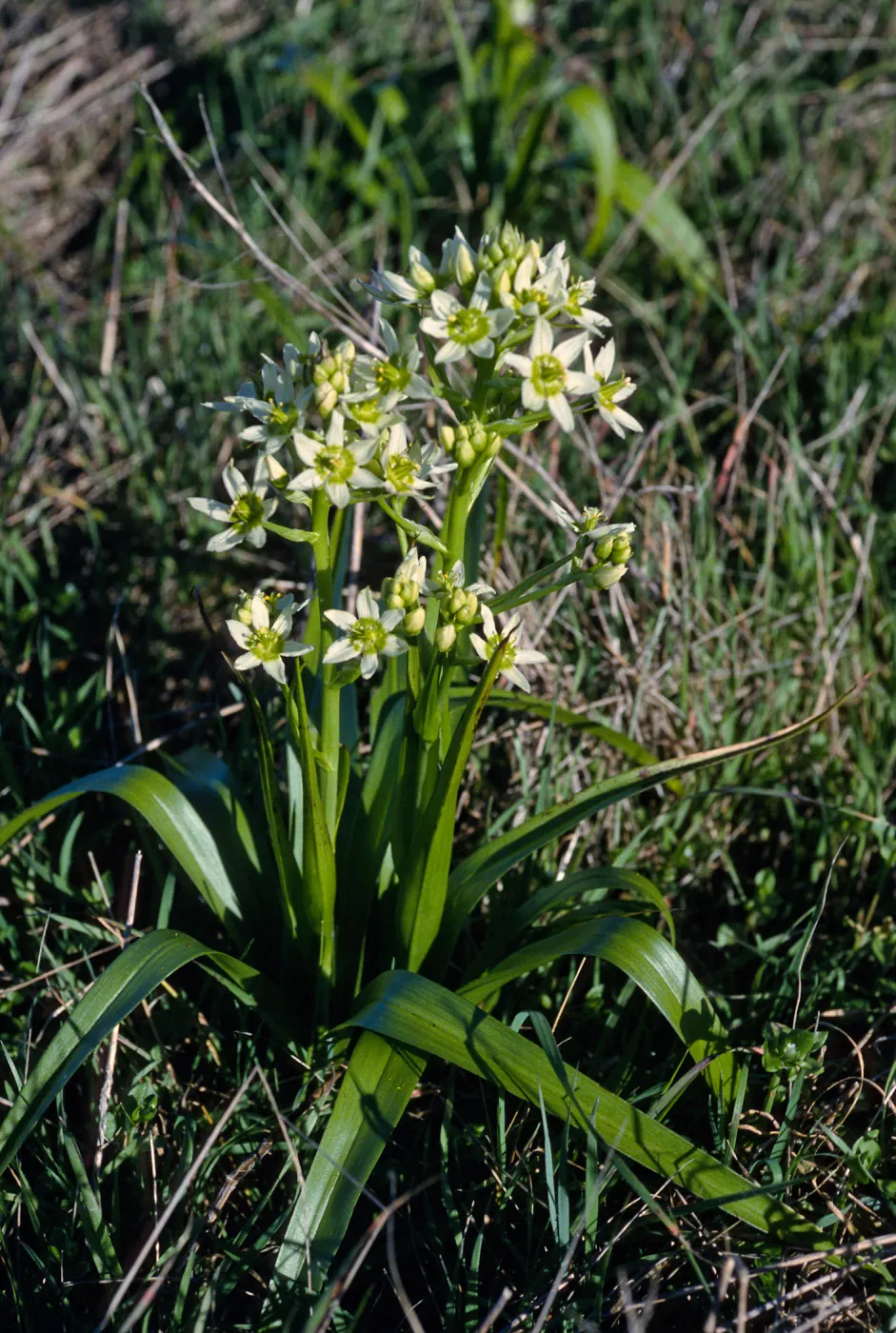 Zigadenus fremontii, East of campground, San MIguel Island