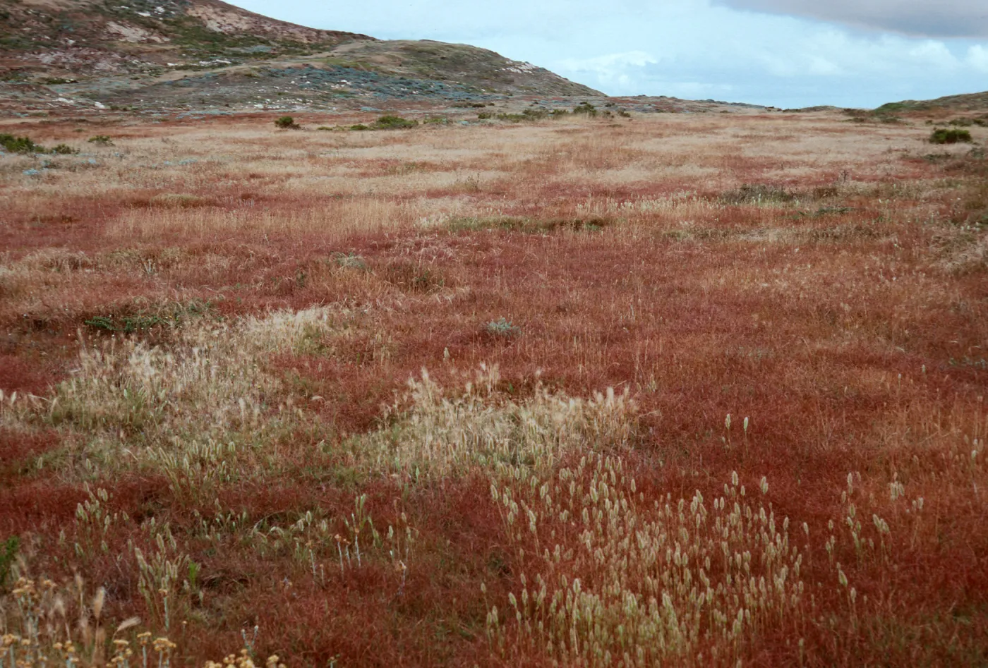 Parapholis, West of San Miguel Peak, San Miguel Island