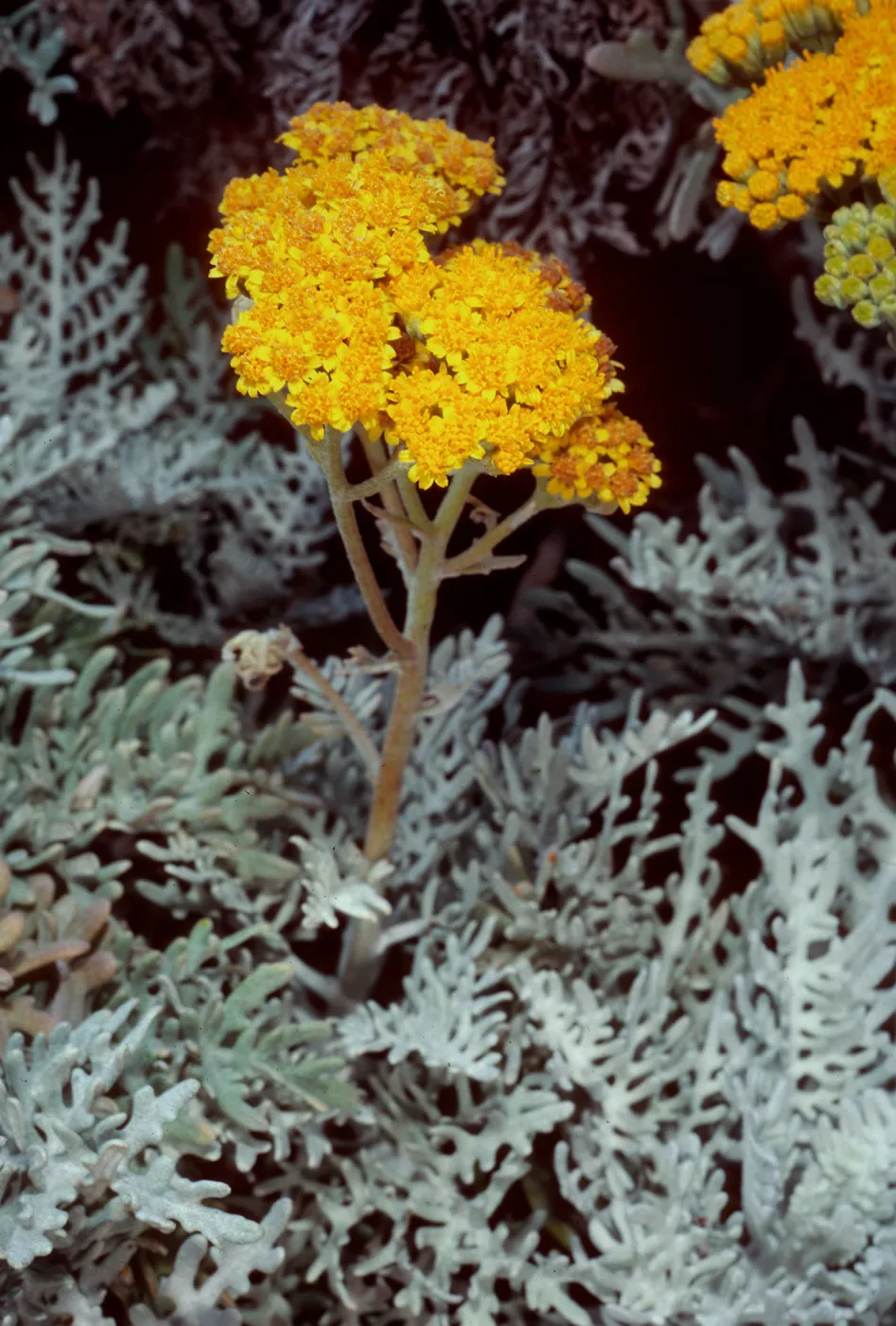 Eriophyllum nevinii, Southeast corner of airfield, San Clemente Island