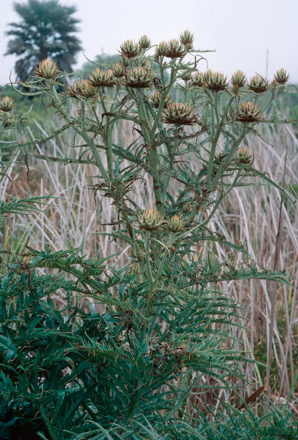 Cynara, SN-147, Building 120, Tufts Road, San Nicolas Island
