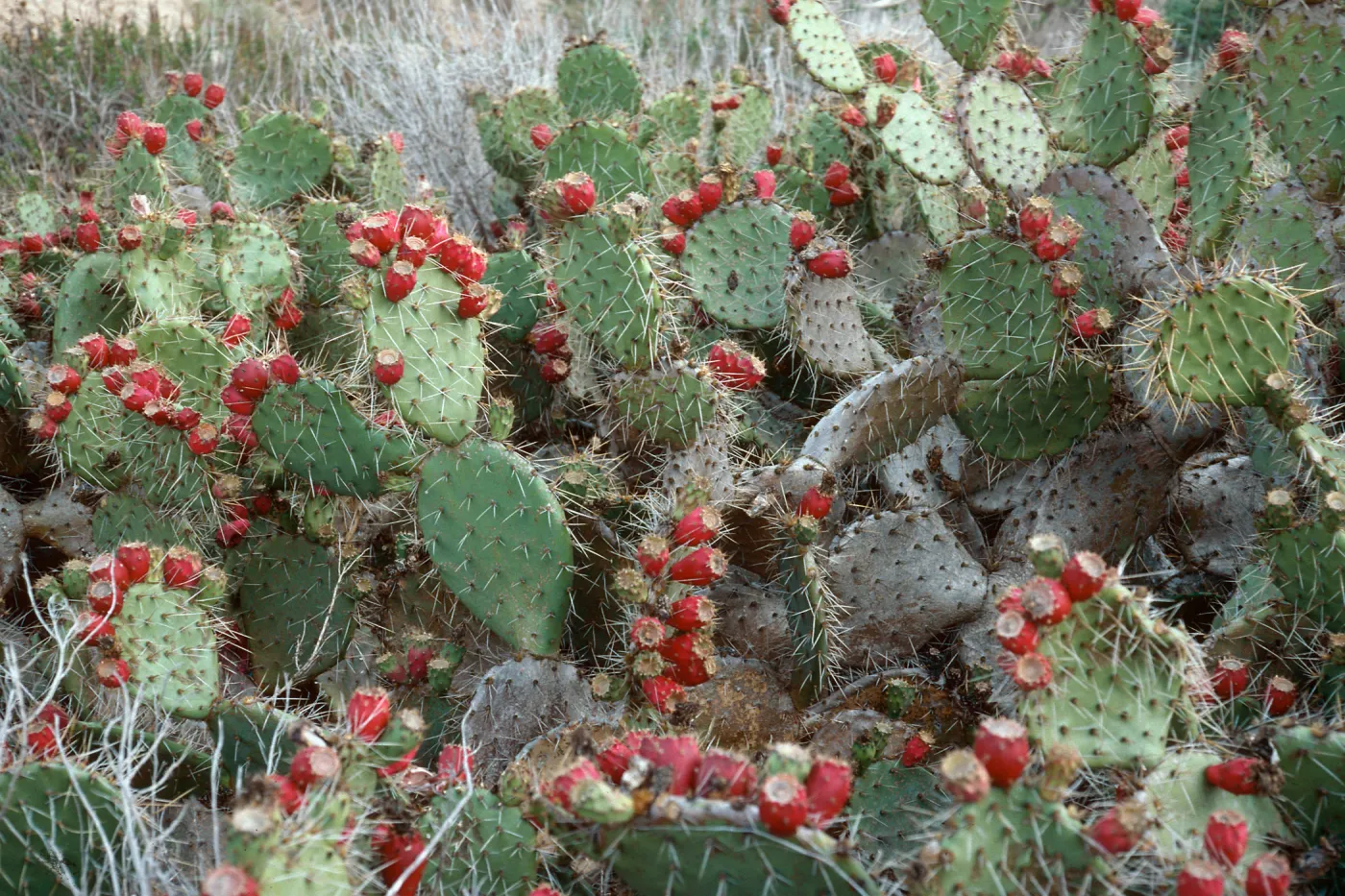 Opuntia oricola, mouth of Celery Canyon, note: used in Santa Barbara Magazine, San Nicolas Island
