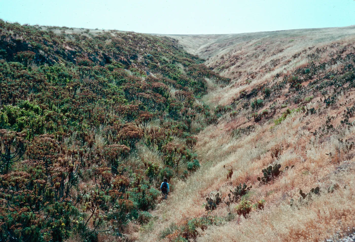 Cave Canyon, Santa Barbara Island