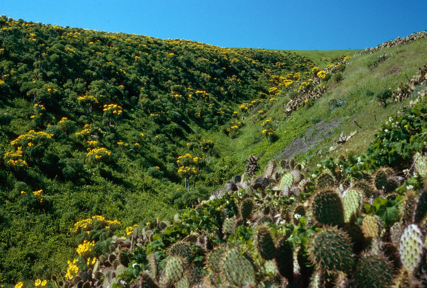 Cave Canyon, Santa Barbara Island