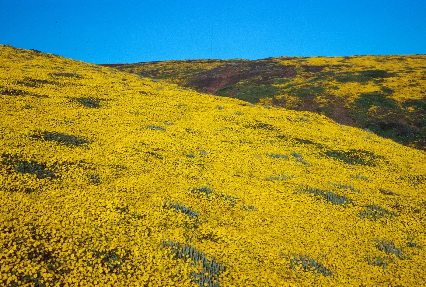 Lasthenia, Cliff Canyon, Santa Barbara Island