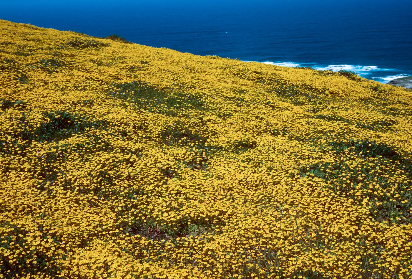 Lasthenia, Cliff Canyon, note: used for Sea World display, Santa Barbara Island