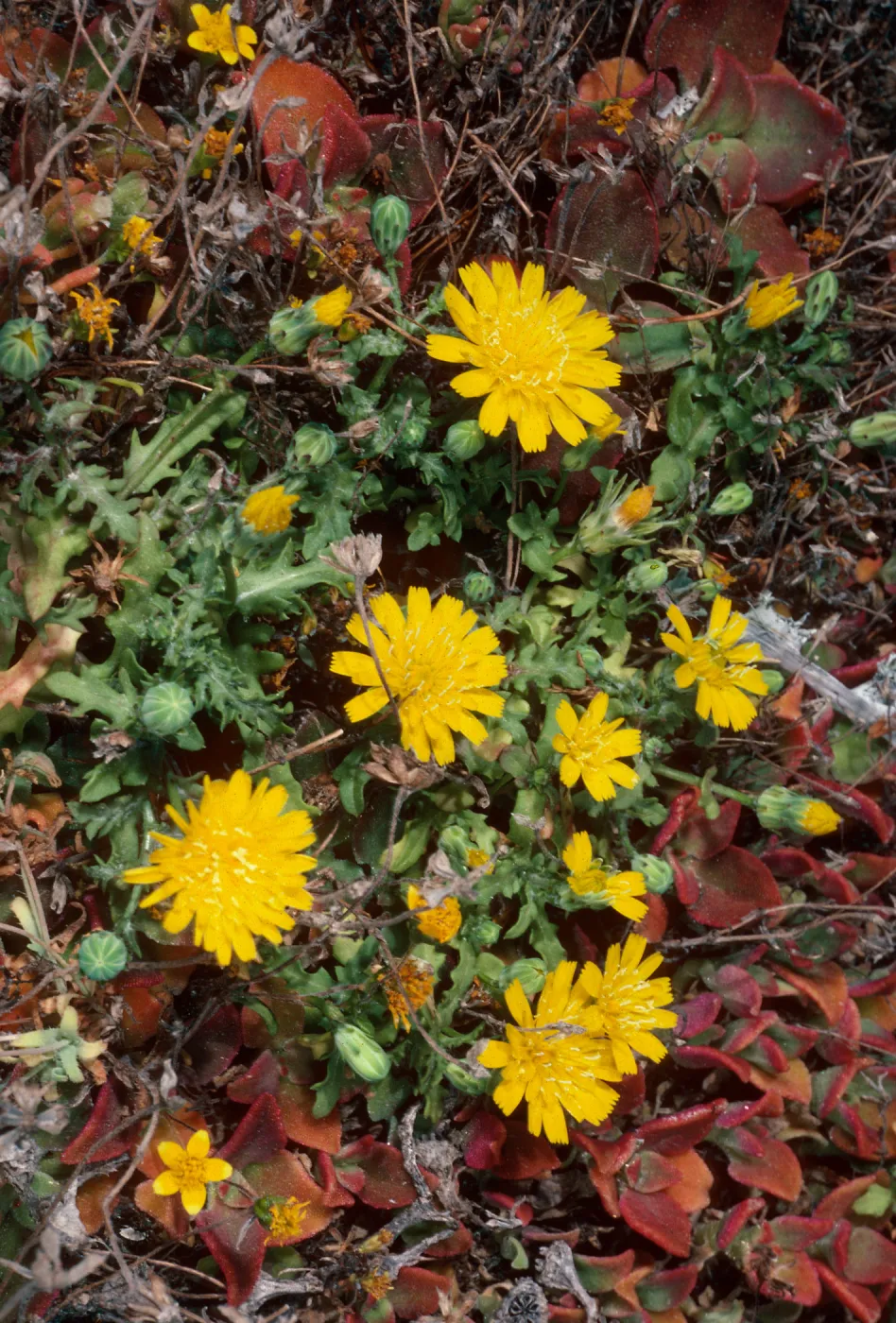 Malacothrix philbrickii, head of Cliff Canyon, Santa Barbara Island