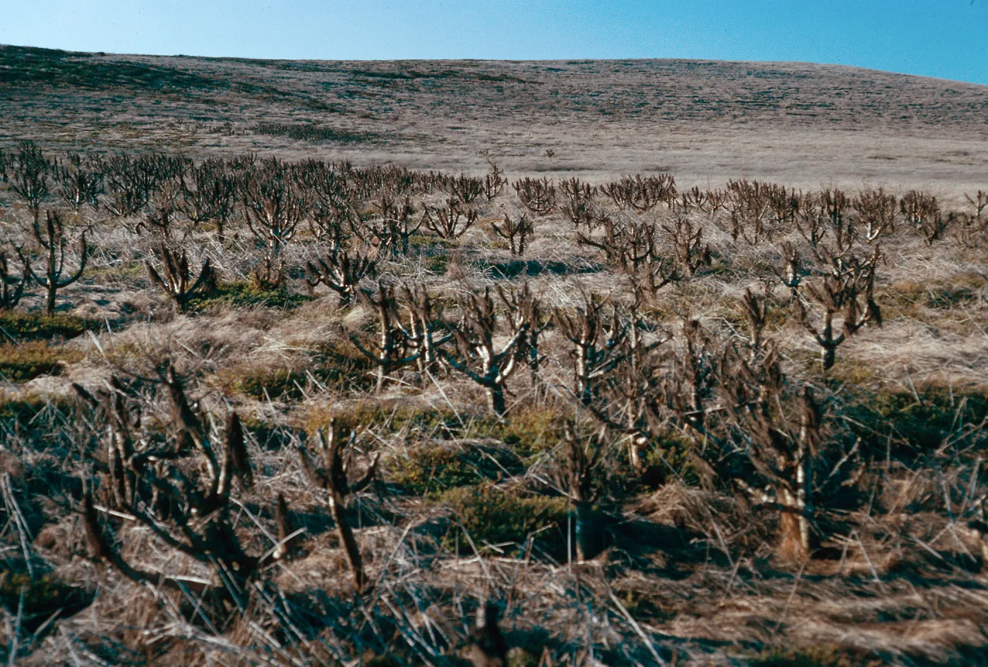Coreopsis, head of Graveyard Canyon, Santa Barbara Island