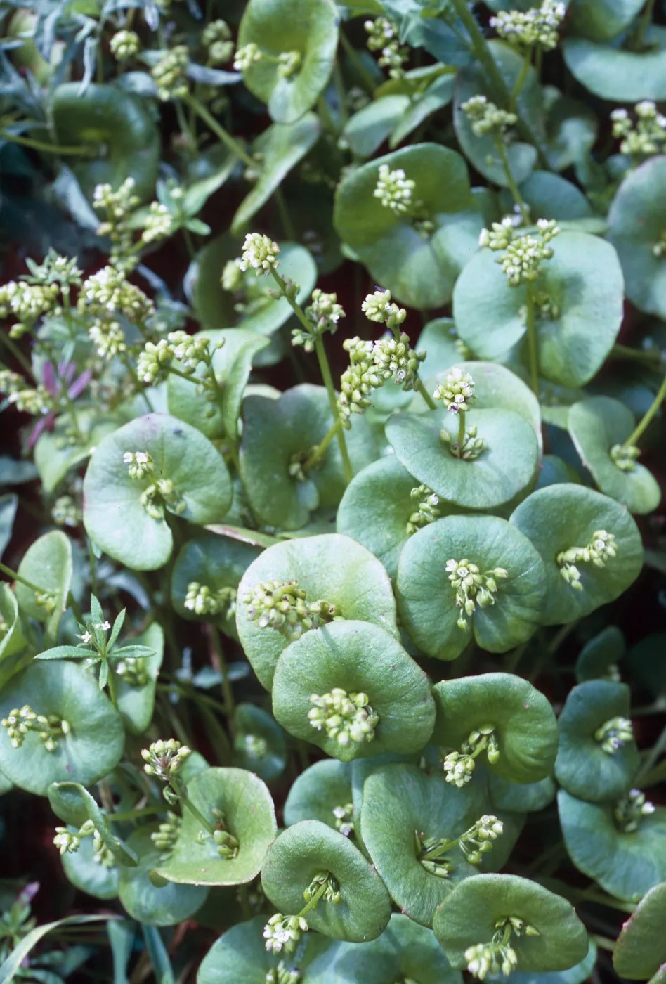 Claytonia perfoliata, Santa Barbara Island