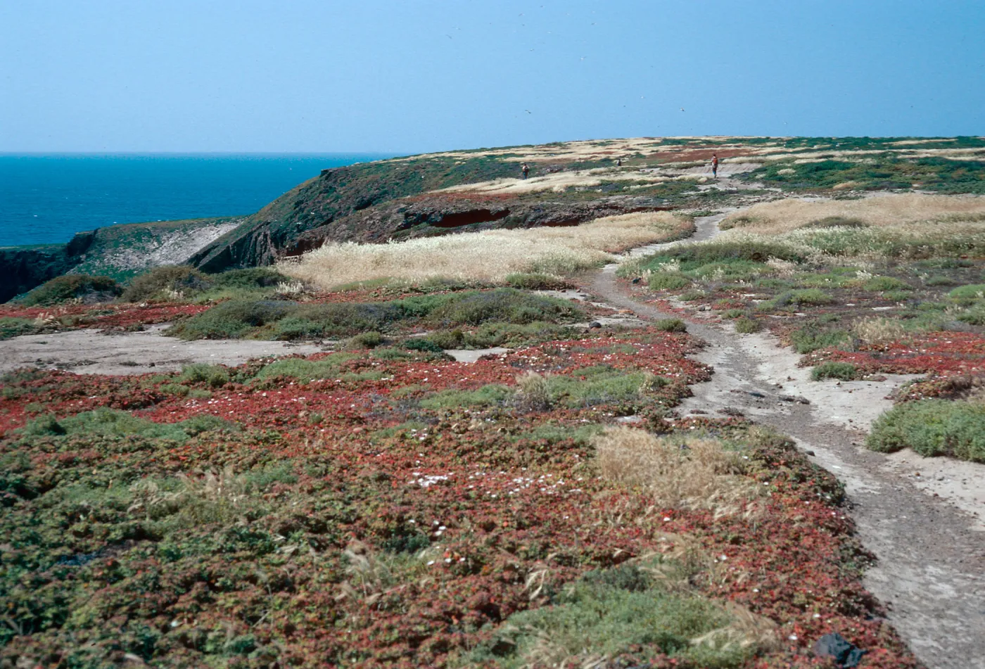 Mesembryanthemum crystallinum, looking toward Webster Point, Santa Barbara Island