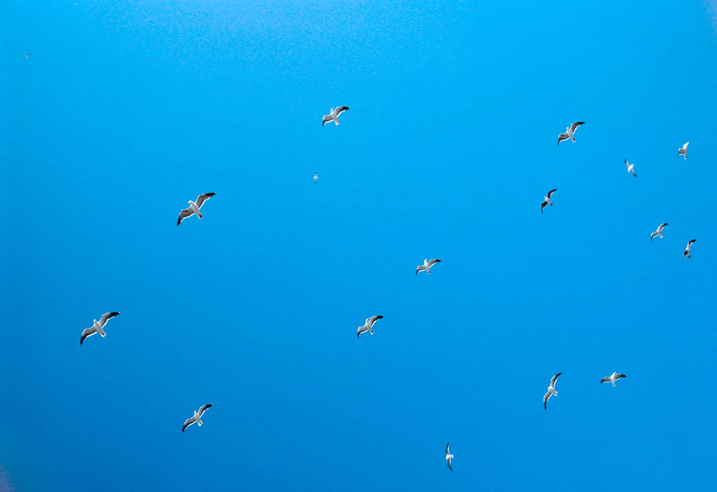 gulls, West slope, Santa Barbara Island