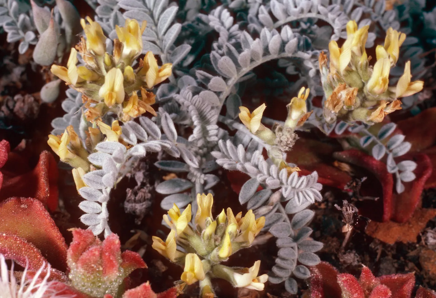 Astragalus traskiae, Arch Point Trail, Santa Barbara Island
