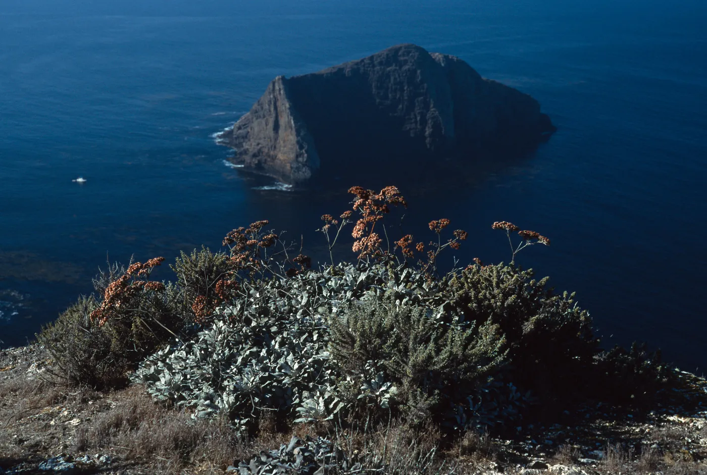 Eriogonum giganteum compactum, above Sutil Island, Santa Barbara Island
